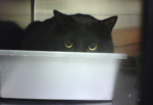 cat in litterbox cat in litterbox