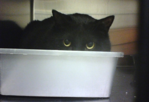 cat in litterbox