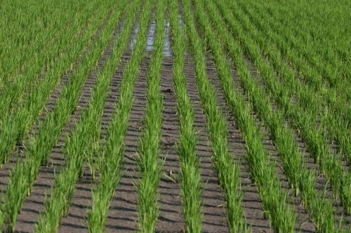 rows of palay