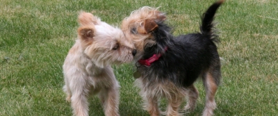 Two small dogs in the grass